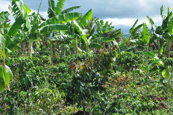 Café e banana, combinação comum na região de San Agustín, na Colômbia